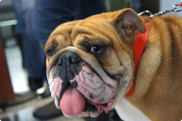 The Bulldog star of the show